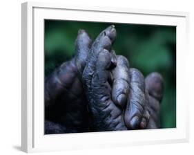 Male Chimpanzee Clasps His Foot, Gombe National Park, Tanzania-Kristin Mosher-Framed Photographic Print