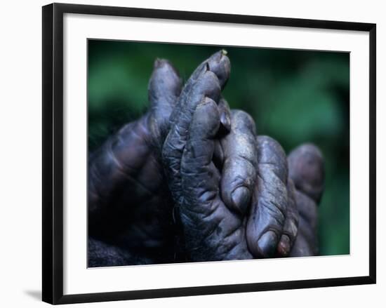 Male Chimpanzee Clasps His Foot, Gombe National Park, Tanzania-Kristin Mosher-Framed Photographic Print