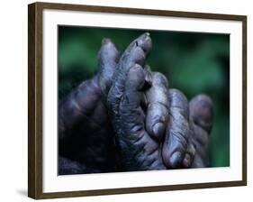 Male Chimpanzee Clasps His Foot, Gombe National Park, Tanzania-Kristin Mosher-Framed Photographic Print