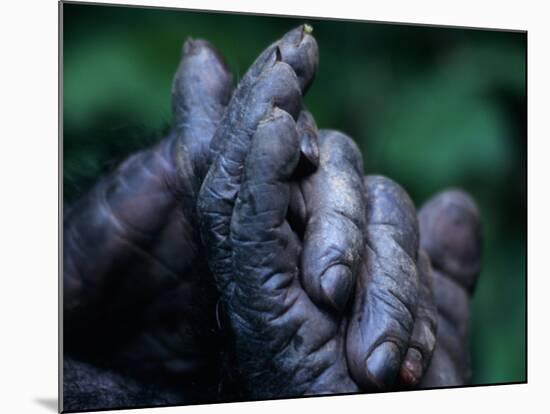 Male Chimpanzee Clasps His Foot, Gombe National Park, Tanzania-Kristin Mosher-Mounted Photographic Print