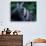 Male Chimpanzee Clasps His Foot, Gombe National Park, Tanzania-Kristin Mosher-Photographic Print displayed on a wall