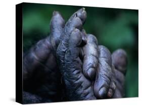Male Chimpanzee Clasps His Foot, Gombe National Park, Tanzania-Kristin Mosher-Stretched Canvas