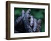 Male Chimpanzee Clasps His Foot, Gombe National Park, Tanzania-Kristin Mosher-Framed Photographic Print