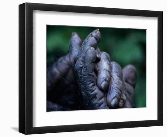 Male Chimpanzee Clasps His Foot, Gombe National Park, Tanzania-Kristin Mosher-Framed Photographic Print