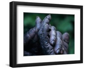 Male Chimpanzee Clasps His Foot, Gombe National Park, Tanzania-Kristin Mosher-Framed Photographic Print