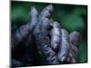 Male Chimpanzee Clasps His Foot, Gombe National Park, Tanzania-Kristin Mosher-Mounted Photographic Print