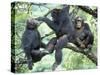 Male Chimpanzee Grooms His Brother, Gombe National Park, Tanzania-Kristin Mosher-Stretched Canvas