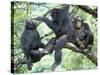 Male Chimpanzee Grooms His Brother, Gombe National Park, Tanzania-Kristin Mosher-Stretched Canvas