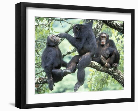 Male Chimpanzee Grooms His Brother, Gombe National Park, Tanzania-Kristin Mosher-Framed Premium Photographic Print