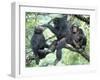 Male Chimpanzee Grooms His Brother, Gombe National Park, Tanzania-Kristin Mosher-Framed Premium Photographic Print