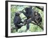 Male Chimpanzee Grooms His Brother, Gombe National Park, Tanzania-Kristin Mosher-Framed Photographic Print