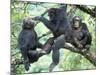 Male Chimpanzee Grooms His Brother, Gombe National Park, Tanzania-Kristin Mosher-Mounted Photographic Print