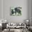 Male Chimpanzee Grooms His Brother, Gombe National Park, Tanzania-Kristin Mosher-Photographic Print displayed on a wall