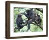 Male Chimpanzee Grooms His Brother, Gombe National Park, Tanzania-Kristin Mosher-Framed Photographic Print