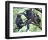 Male Chimpanzee Grooms His Brother, Gombe National Park, Tanzania-Kristin Mosher-Framed Photographic Print