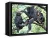 Male Chimpanzee Grooms His Brother, Gombe National Park, Tanzania-Kristin Mosher-Framed Stretched Canvas