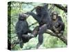 Male Chimpanzee Grooms His Brother, Gombe National Park, Tanzania-Kristin Mosher-Stretched Canvas