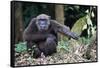 Male Chimpanzee sitting on forest floor, Republic of Congo-Eric Baccega-Framed Stretched Canvas