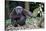 Male Chimpanzee sitting on forest floor, Republic of Congo-Eric Baccega-Stretched Canvas