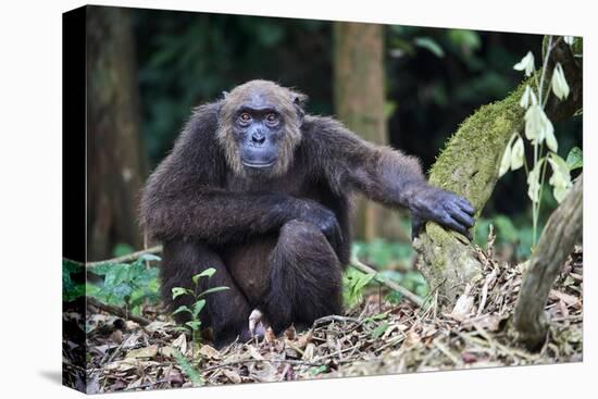 Male Chimpanzee sitting on forest floor, Republic of Congo-Eric Baccega-Stretched Canvas