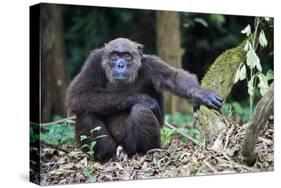 Male Chimpanzee sitting on forest floor, Republic of Congo-Eric Baccega-Stretched Canvas