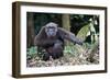 Male Chimpanzee sitting on forest floor, Republic of Congo-Eric Baccega-Framed Photographic Print