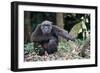 Male Chimpanzee sitting on forest floor, Republic of Congo-Eric Baccega-Framed Photographic Print