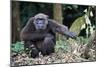 Male Chimpanzee sitting on forest floor, Republic of Congo-Eric Baccega-Mounted Photographic Print