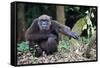 Male Chimpanzee sitting on forest floor, Republic of Congo-Eric Baccega-Framed Stretched Canvas