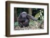 Male Chimpanzee sitting on forest floor, Republic of Congo-Eric Baccega-Framed Premium Photographic Print