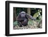 Male Chimpanzee sitting on forest floor, Republic of Congo-Eric Baccega-Framed Premium Photographic Print