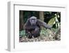 Male Chimpanzee sitting on forest floor, Republic of Congo-Eric Baccega-Framed Photographic Print
