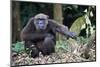 Male Chimpanzee sitting on forest floor, Republic of Congo-Eric Baccega-Mounted Photographic Print