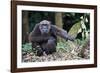 Male Chimpanzee sitting on forest floor, Republic of Congo-Eric Baccega-Framed Photographic Print