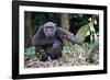 Male Chimpanzee sitting on forest floor, Republic of Congo-Eric Baccega-Framed Photographic Print