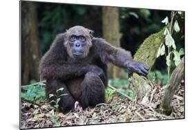 Male Chimpanzee sitting on forest floor, Republic of Congo-Eric Baccega-Mounted Photographic Print