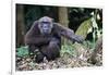 Male Chimpanzee sitting on forest floor, Republic of Congo-Eric Baccega-Framed Photographic Print