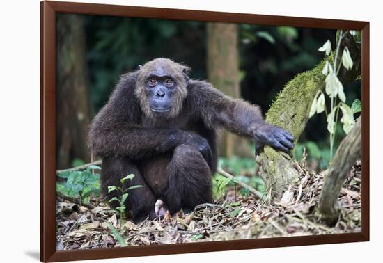 Male Chimpanzee sitting on forest floor, Republic of Congo-Eric Baccega-Framed Photographic Print