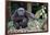 Male Chimpanzee sitting on forest floor, Republic of Congo-Eric Baccega-Framed Photographic Print