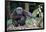 Male Chimpanzee sitting on forest floor, Republic of Congo-Eric Baccega-Framed Photographic Print