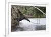 Male Chimpanzee trying to catch fallen fruits using stick tool-Eric Baccega-Framed Photographic Print