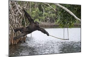 Male Chimpanzee trying to catch fallen fruits using stick tool-Eric Baccega-Mounted Photographic Print