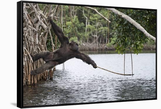 Male Chimpanzee trying to catch fallen fruits using stick tool-Eric Baccega-Framed Stretched Canvas