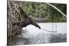 Male Chimpanzee trying to catch fallen fruits using stick tool-Eric Baccega-Stretched Canvas