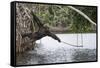 Male Chimpanzee trying to catch fallen fruits using stick tool-Eric Baccega-Framed Stretched Canvas