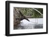 Male Chimpanzee trying to catch fallen fruits using stick tool-Eric Baccega-Framed Photographic Print