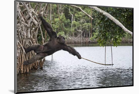 Male Chimpanzee trying to catch fallen fruits using stick tool-Eric Baccega-Mounted Photographic Print