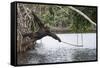 Male Chimpanzee trying to catch fallen fruits using stick tool-Eric Baccega-Framed Stretched Canvas