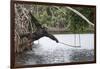Male Chimpanzee trying to catch fallen fruits using stick tool-Eric Baccega-Framed Photographic Print