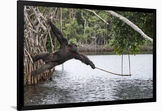 Male Chimpanzee trying to catch fallen fruits using stick tool-Eric Baccega-Framed Photographic Print